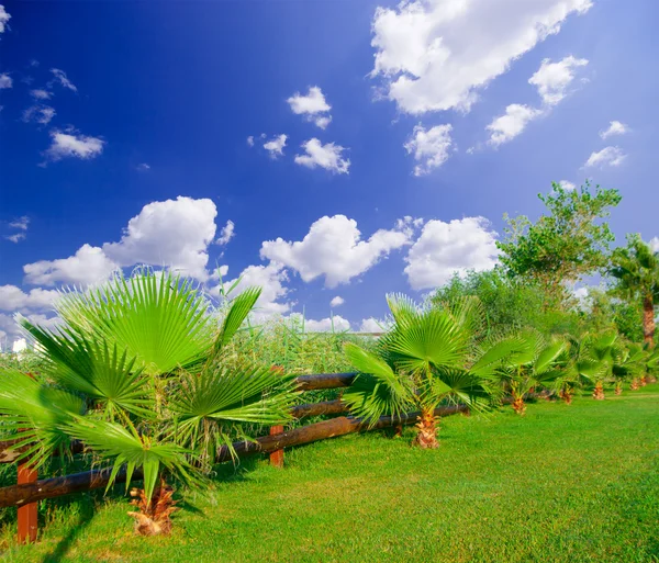 Tuin met palmbomen — Stockfoto