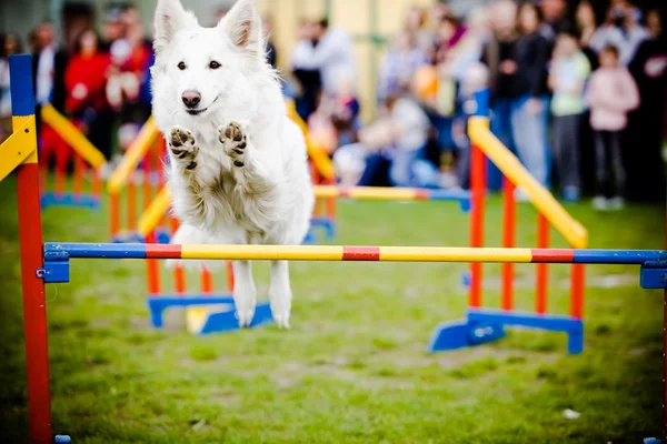 Salto do cão sobre o obstáculo — Fotografia de Stock