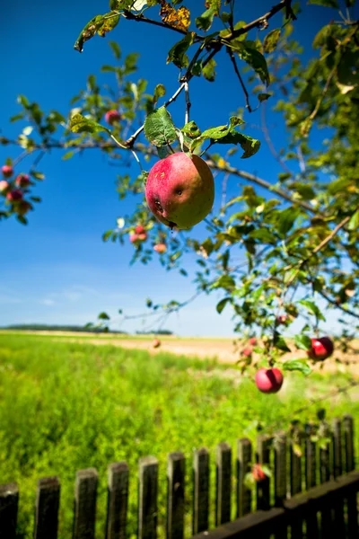 Träd sjukdom, maskätna äpplet — Stockfoto
