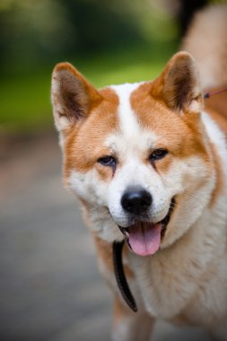 Köpekle dağlarda yürüyüş.