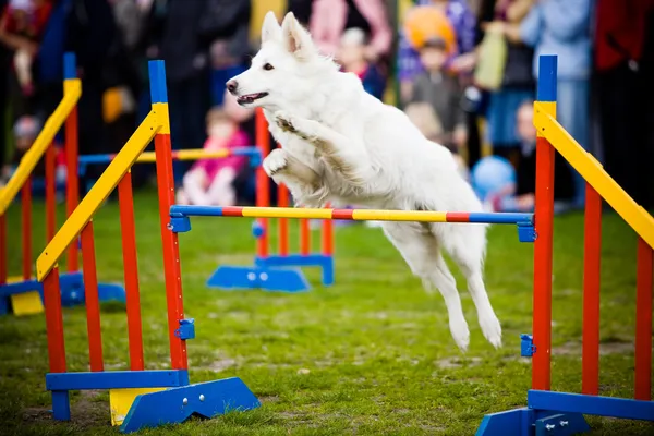 Hund springt über Hürde — Stockfoto