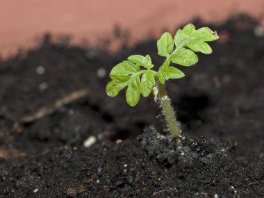 Tomato plant clipart