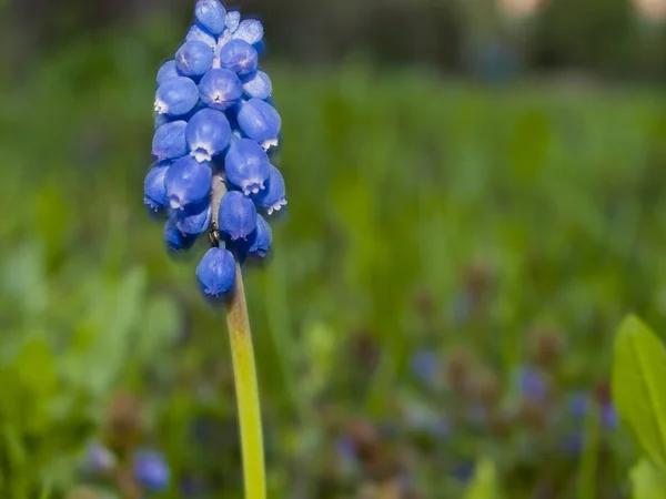 Floral achtergrond van de eerste lente bloemen close-up — Stockfoto