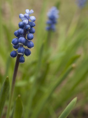 Compact Grape-hyacinth.