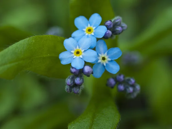 Vergiss mich nicht, kleine Blumen in Herzform — Stockfoto