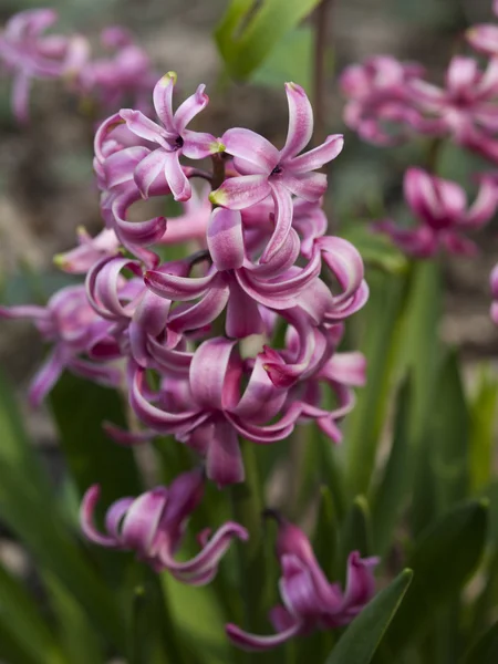 Makro pchnięciu kwitnący hyazinthus — Zdjęcie stockowe