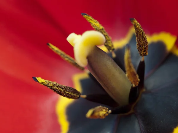 Makro jasny czerwony tulipan — Zdjęcie stockowe