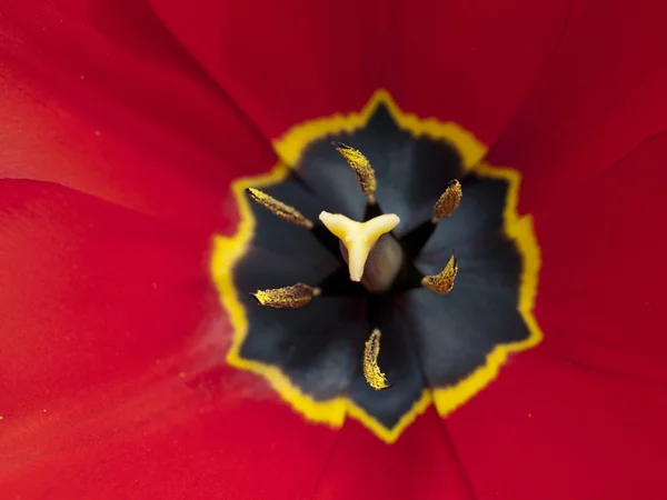Makro jasny czerwony tulipan — Zdjęcie stockowe