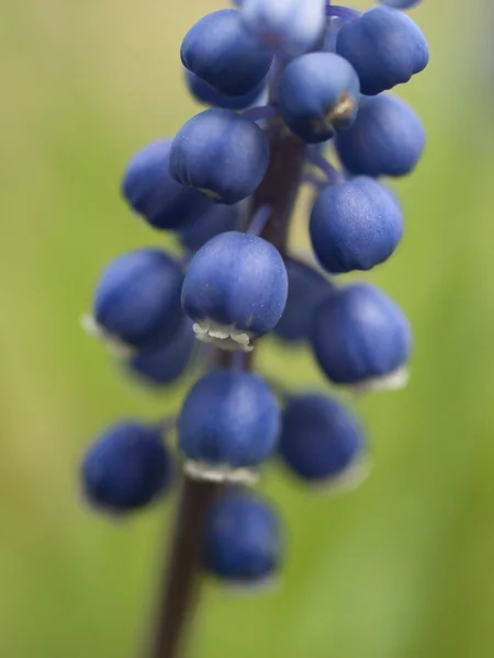 Jacinthe de raisin compacte . — Photo