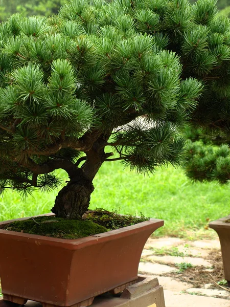 stock image Bonsai tree (Chines Botanic Garden)