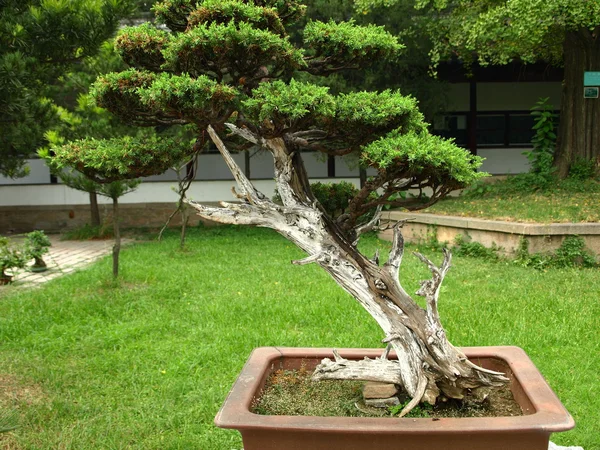 Bonsai-Baum (chinesischer botanischer Garten)) — Stockfoto