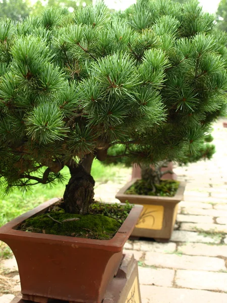 Bonsai tree (ruggegraten Botanic Garden) Rechtenvrije Stockfoto's