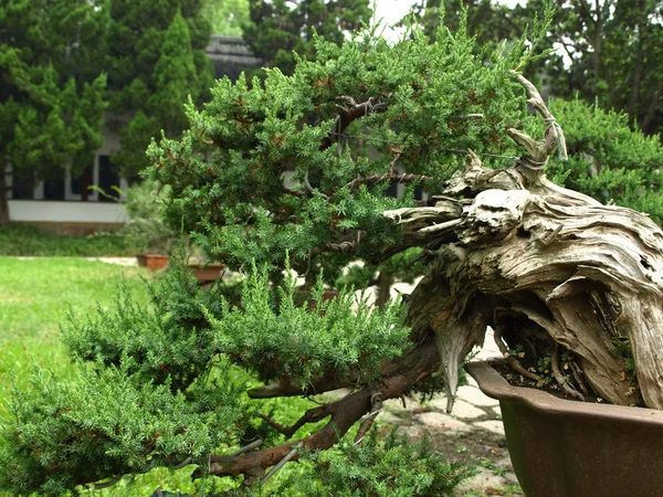 Drzewo Bonsai (grzbiety ogród botaniczny) Zdjęcie Stockowe