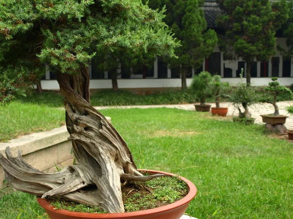 Bonsai fa (bélszín botanikus kert) Stock Kép