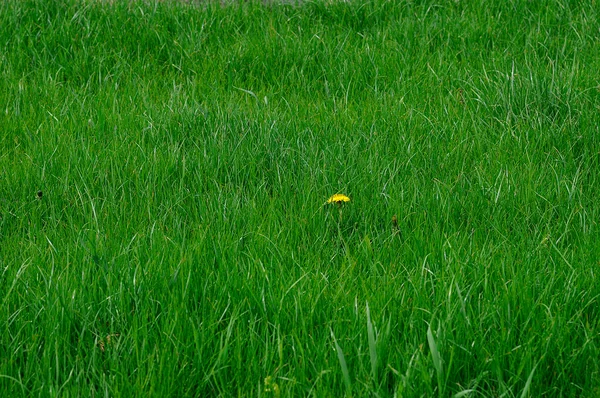 Grass - you can use as a background — Stock Photo, Image