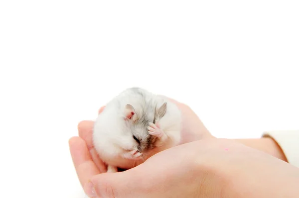 Üzerinde beyaz izole hamster — Stok fotoğraf