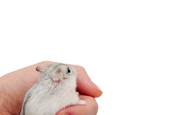 Üzerinde beyaz izole hamster — Stok fotoğraf