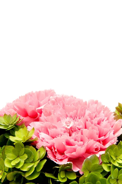 Pink carnation grens — Stockfoto