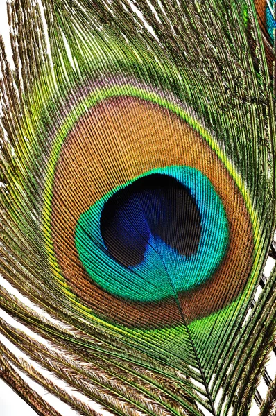 Pene de peacock — Fotografie, imagine de stoc