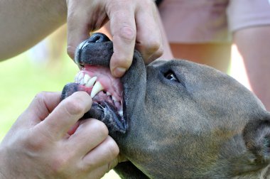 tehlikeli köpek