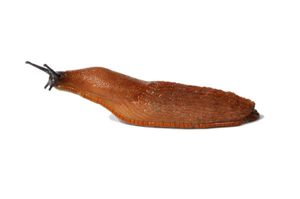 İspanyol slug — Stok fotoğraf