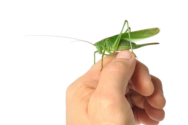 Hand with Grasshopper — Stock Photo, Image