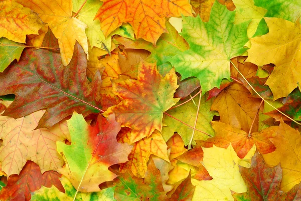 stock image Autumn Leaves
