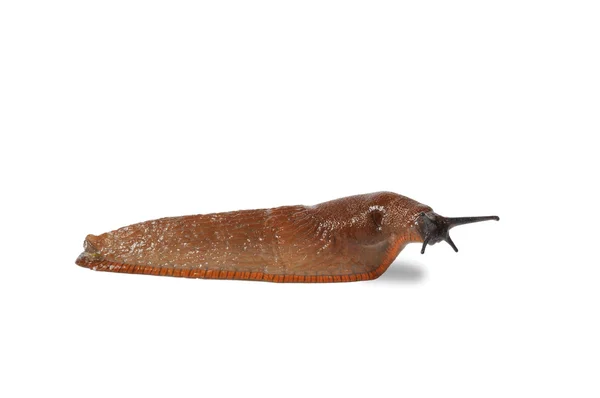 İspanyol slug — Stok fotoğraf