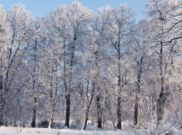 Dia frio de inverno — Fotografia de Stock