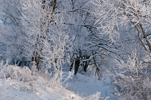 Kalter Wintertag — Stockfoto