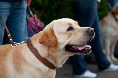 retriever köpek