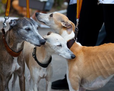 tazı köpeği