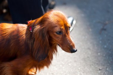 Dachshund Köpek