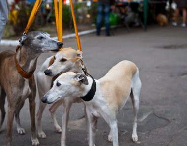 tazı köpeği