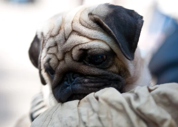 Собаки споріднених порід — стокове фото