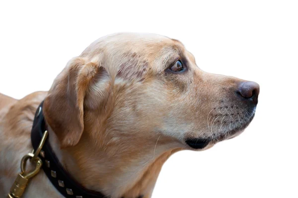 Ретрівер собака — стокове фото