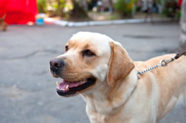 retriever köpek