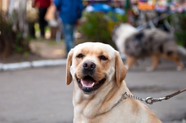 retriever köpek