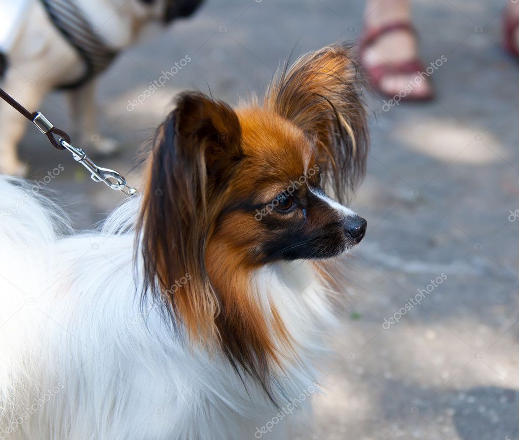  Papillon Dog Necklace - Continental Toy Spaniel Dog