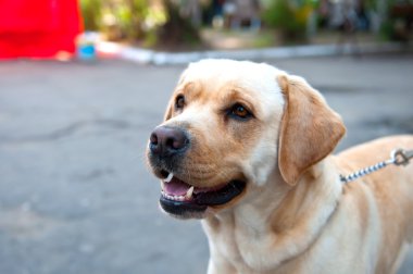 retriever köpek