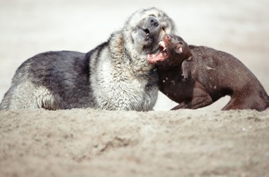 Köpek dövüşü