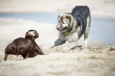 Köpek Oynama