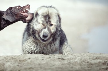 Köpek dövüşü