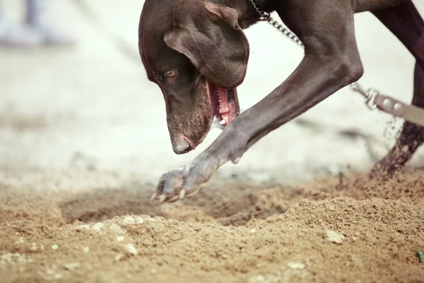 Собака копати — стокове фото