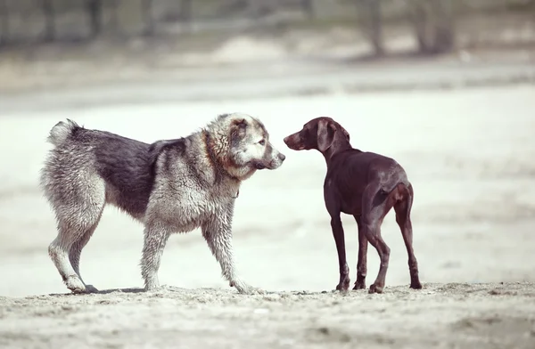 Две собаки — стоковое фото