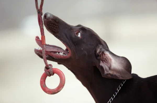 Cão e brinquedo — Fotografia de Stock