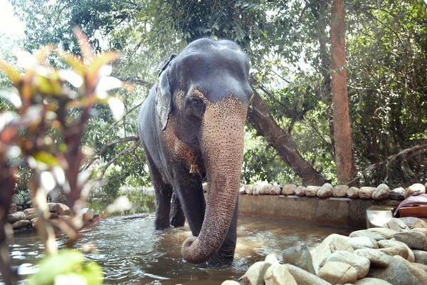 Utbildad elefant — Stockfoto