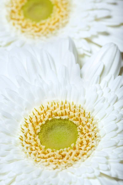 Duas flores de crisântemo — Fotografia de Stock