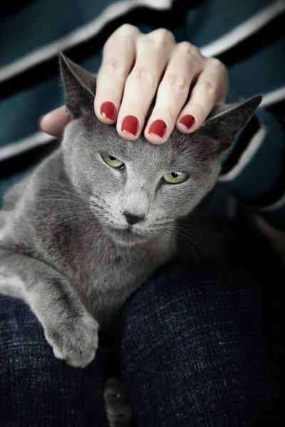 Dühös macska — Stock Fotó