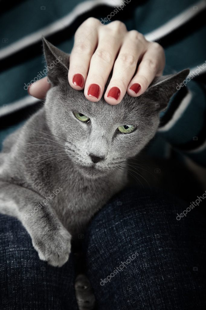 Angry cat Stock Photo by ©atveretinova 40828153